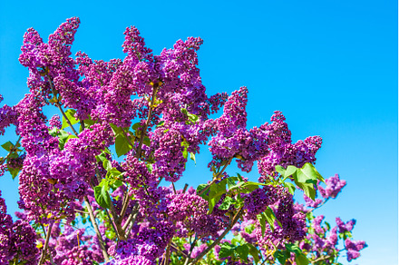 Purple lilac branch in spring, a Nature Photo by COLORFUL