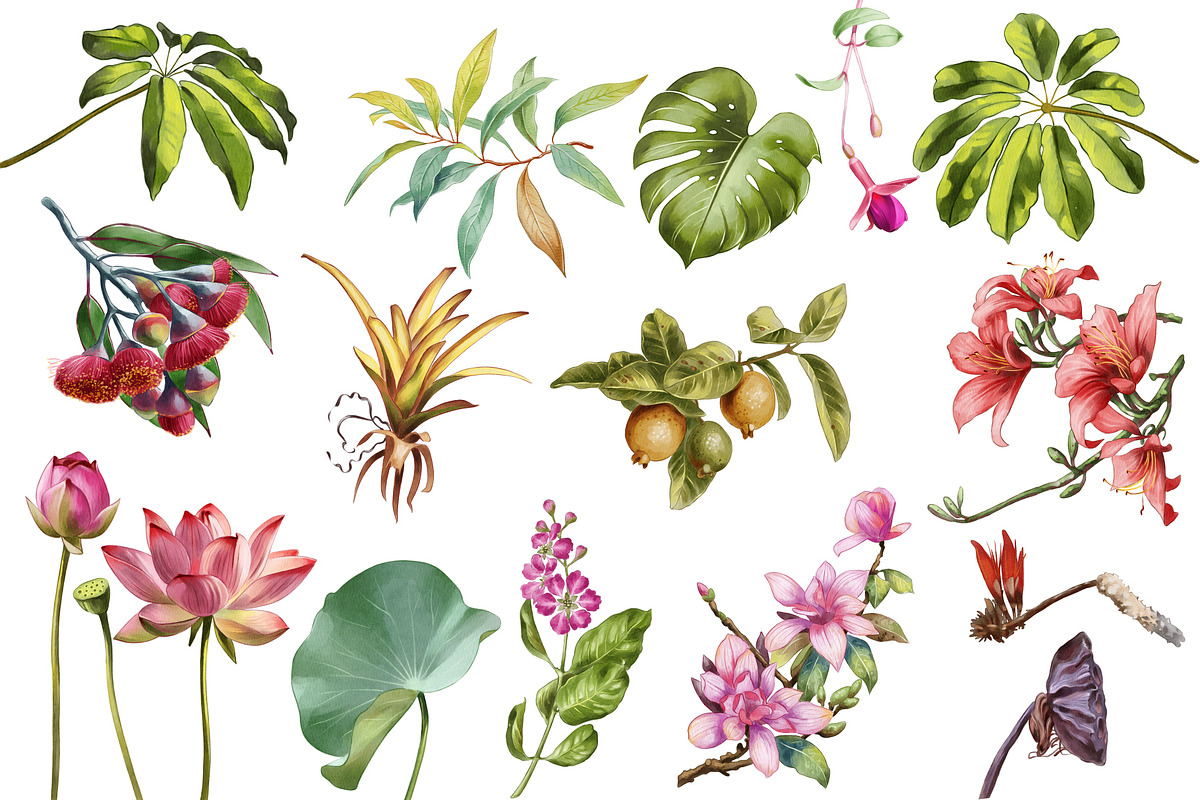 Watercolor tropical birds, an Illustration by IrynaPanashii (Photo 3 of 11)