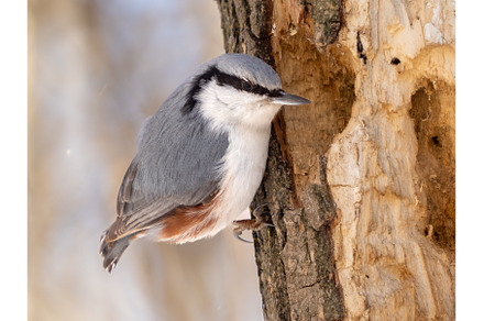 Nuthatch perched or Sitta europaea, an Animal Photo by Fascinadora