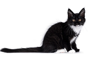 Maine Coon cat kitten on white background, an Animal Photo by Cat'chy Images by Nynke