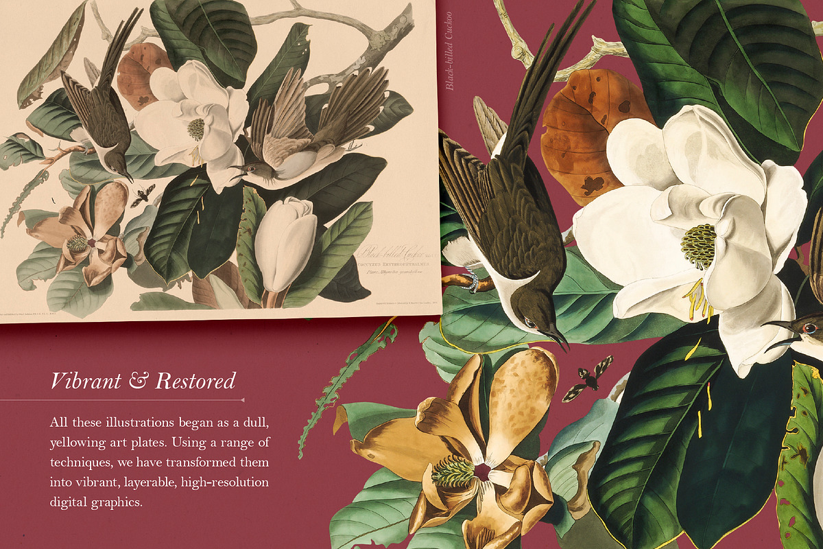 90 Vintage Birds of America, an Illustration by The Object Atlas (Photo 3 of 9)