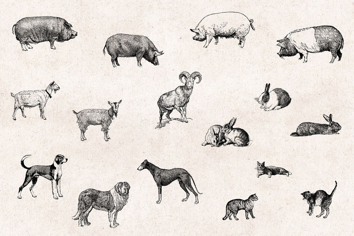 Farm Animals Engravings Set, an Object Graphic by Graphic Goods (Photo 4 of 5)