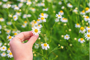 Daisies bloom in the garden, a Nature Photo by yanadjana