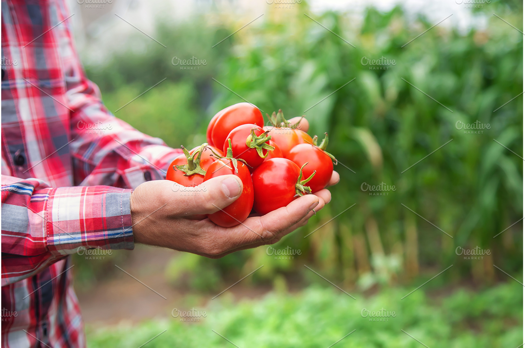 A man farmer holds a crop of, a Food & Drink Photo by yanadjana
