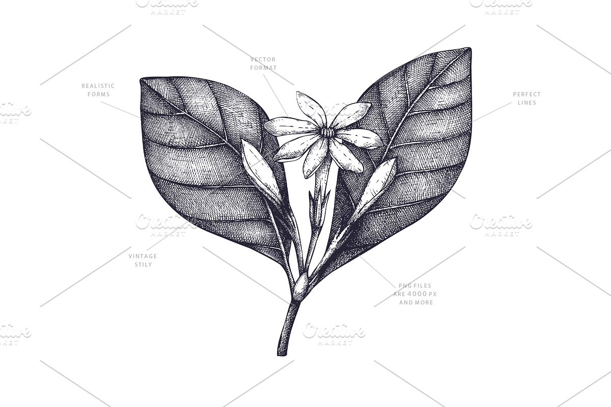 Exotic Plants Vector Collection, a Seasonal Illustration by Yevheniia (Photo 2 of 6)