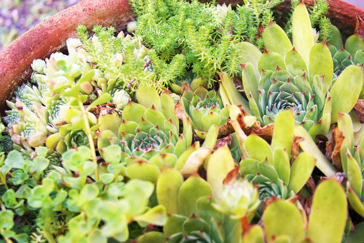 Summer Garden Collection, a Photo by Paper City Design (Photo 11 of 21)