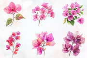 Bougainvillea Flower Watercolor PNG, a Seasonal Illustration by RobertsArt (Thumbnail 6 of 7)