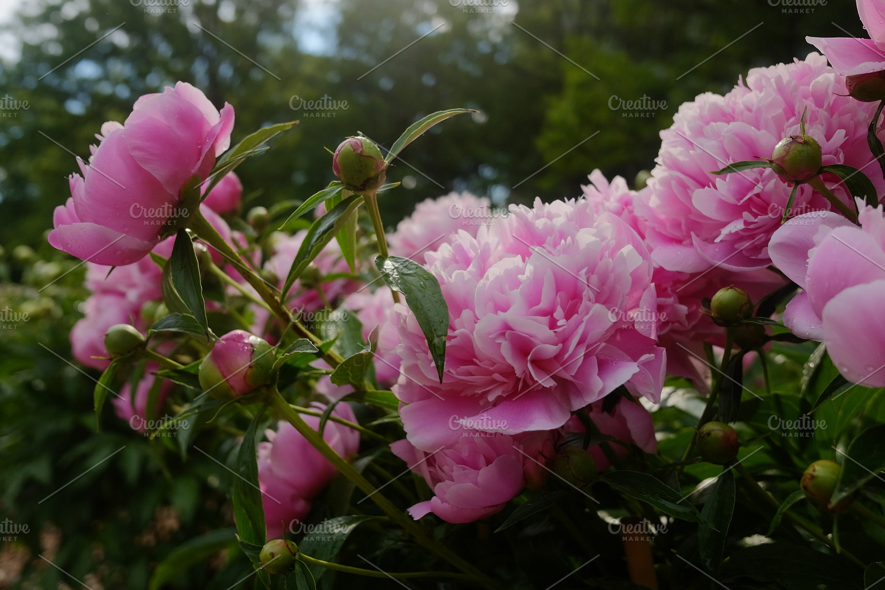Peony 1 featuring peony, flowers, and pink, a Nature Photo by Heather Nash Photo