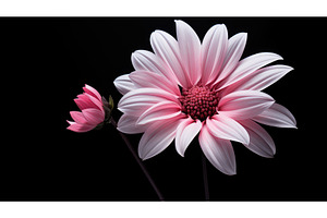 flower pink black white ai generated, a Background Photo by pikepicture