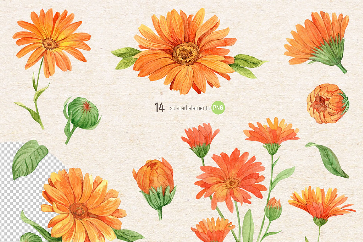 Solar Calendula. Watercolor set, an Illustration by Tata Pilip (Photo 2 of 7)