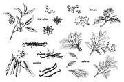 Spice Plants Collection, an Illustration by Evgeniia Lanskikh (Thumbnail 3 of 11)