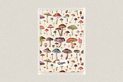 Fungi - botanical illustrations, an Object Graphic by AI Crafted Magnolia (Thumbnail 13 of 13)