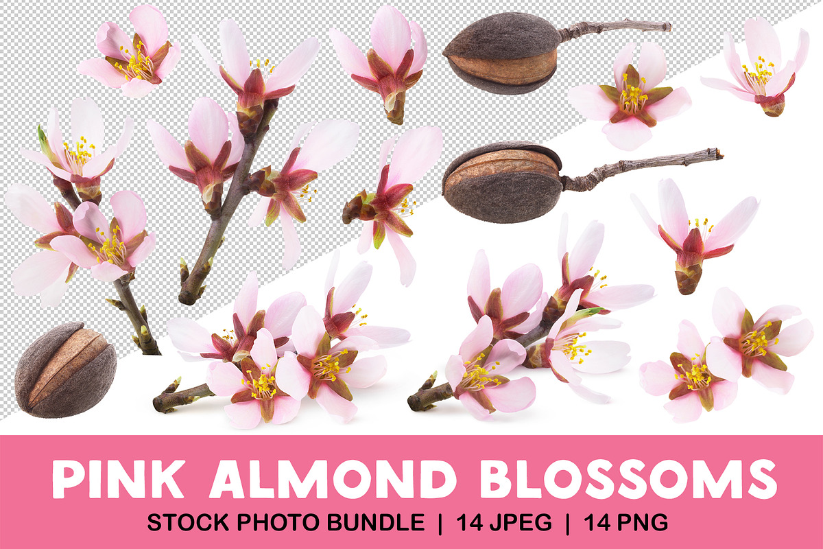 Pink almond blossoms, an Object Graphic by Fruits+Veggies (Photo 1 of 9)