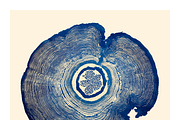 Natt Collection · Organic Tree Rings, a Texture Illustration by milatovar (Thumbnail 12 of 19)