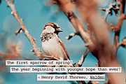 Cute Typewriter SVG Font, a Serif Font by Ana's Fonts (Thumbnail 6 of 7)