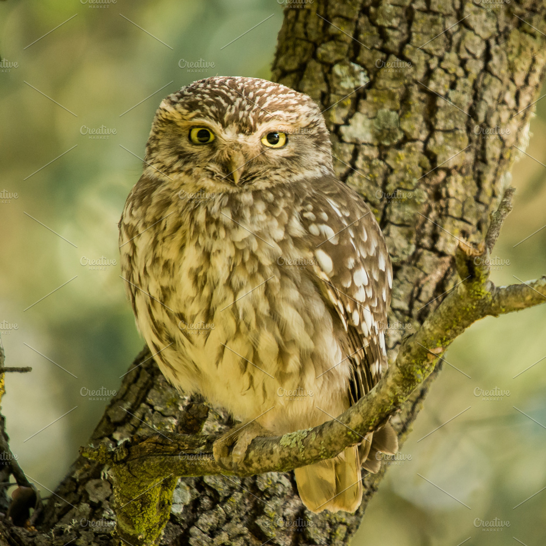 Athene noctua featuring angry, animal, and athene