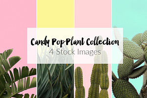 Candy Pop Plants Stock Photos