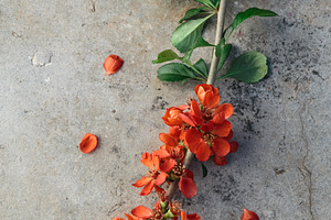 Japan quince flowers, Maules quince