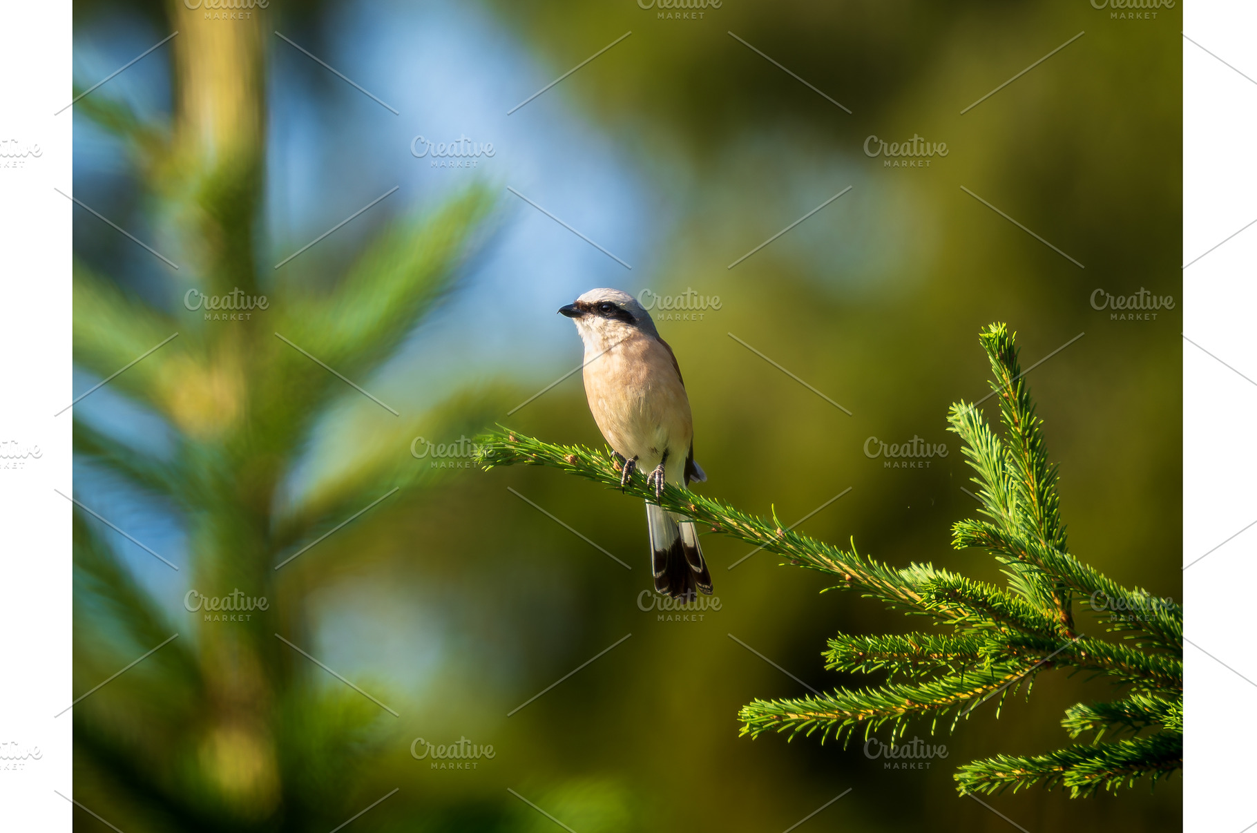 Male Red-backed Shrike perched on, an Animal Photo by Fascinadora