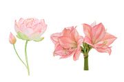 Watercolor Pink Flowers, an Illustration by Katya Zlobina (Thumbnail 2 of 9)