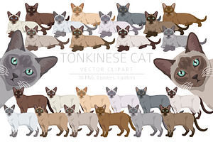 Tonkinese cat clip art, an Animal Illustration by pet design shop