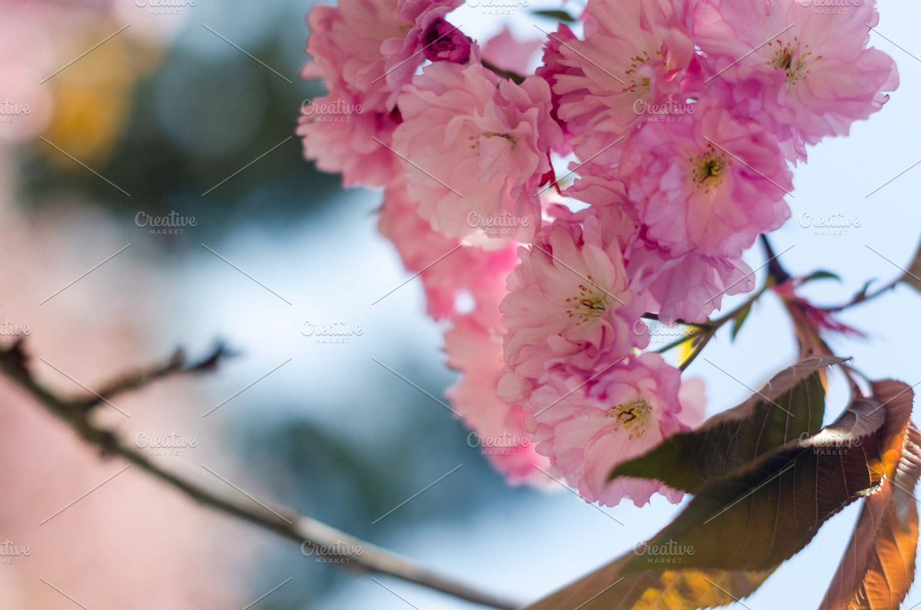 Pink Cherry Blossom Flowers in Soft Spring Sunlight, a Nature Photo by vimart