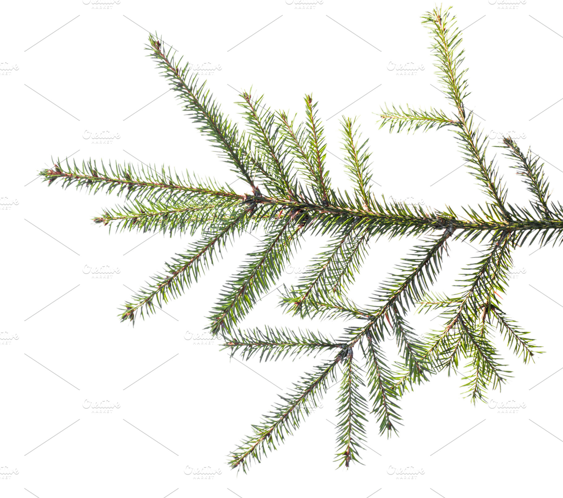 Spruce branch on white background isolate, a Holiday Photo by oleghz