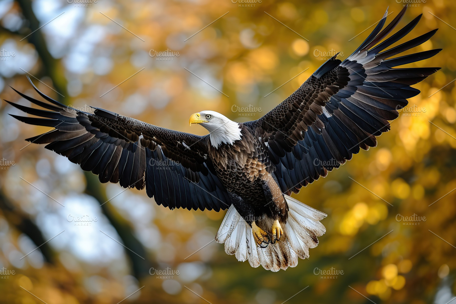 A bald eagle soars with spread wings flying on trees background, an Animal Photo by AlyaAnd