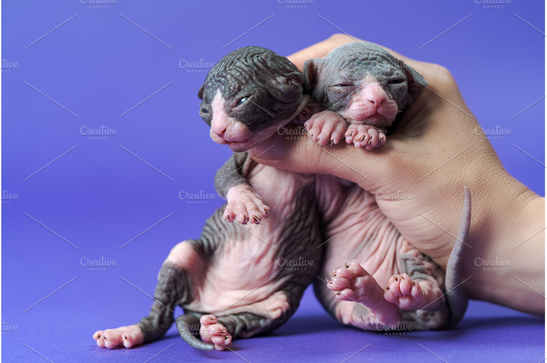 Cattery female worker shows two, an Animal Photo by Alexander-Piragis