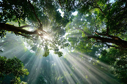 Sunlight piercing through lush green canopy in tranquil forest setting, a Nature Photo by AlyaAnd