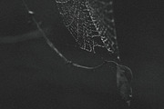 Mood collection, a Photo by Alekseyliss (Thumbnail 10 of 21)