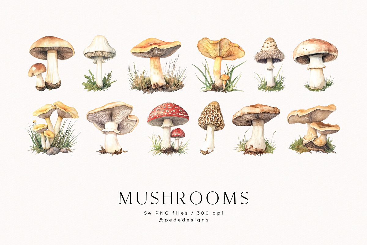 Watercolor Mushrooms, a Food Illustration by PeDe Designs (Photo 2 of 6)
