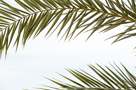 Tropical forest stock photo containing background and ecology, a Nature Photo by PhotoMediaGroup