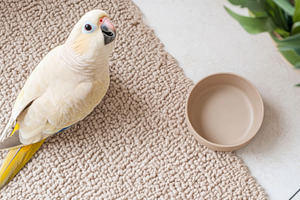 Parrot beside an empty beige food bowl on a woven mat, bird look, a Photo by Dvoevnore photos