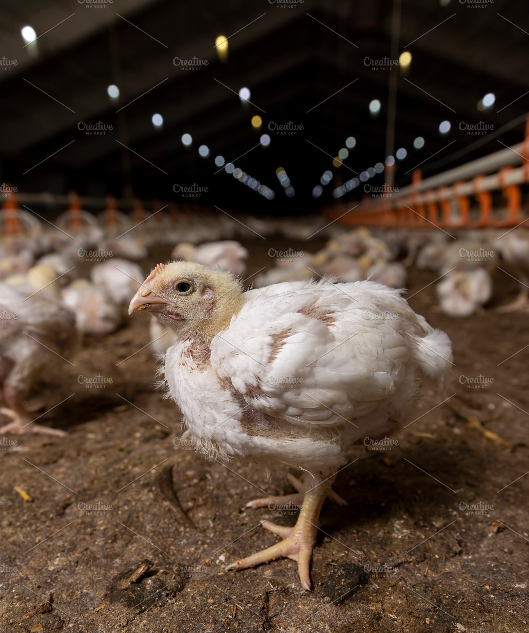 broiler chickens are grown for industrial meat production close up, One chick i, a Photo by rsoollAI