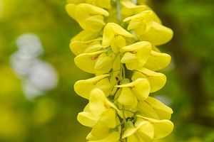 Golden rain tree branch with bright yellow flowers. Close-up of blooming common, a Nature Photo by Rohan Photography