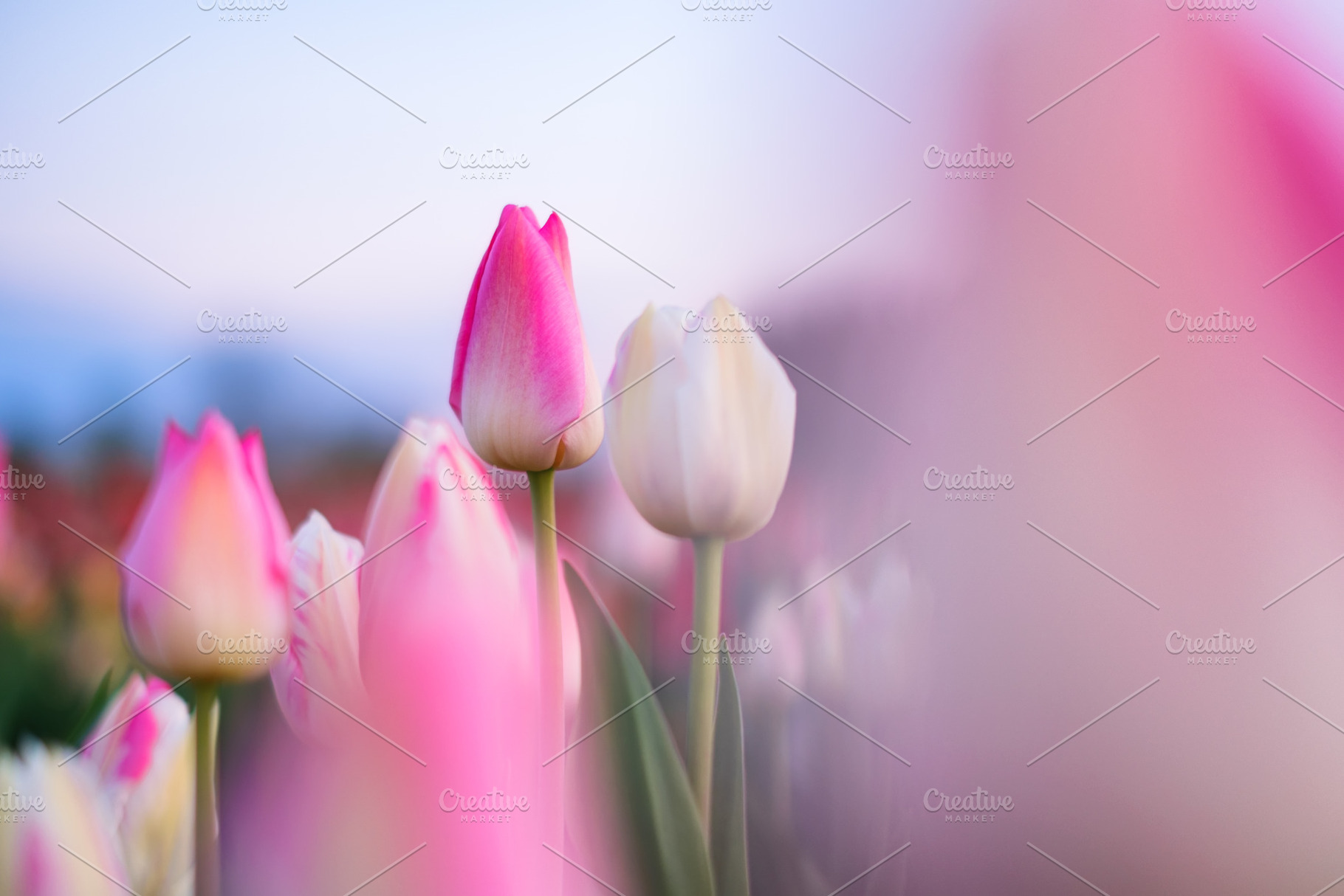 Tulip fields in the Netherlands., a Nature Photo by Landscape and travel