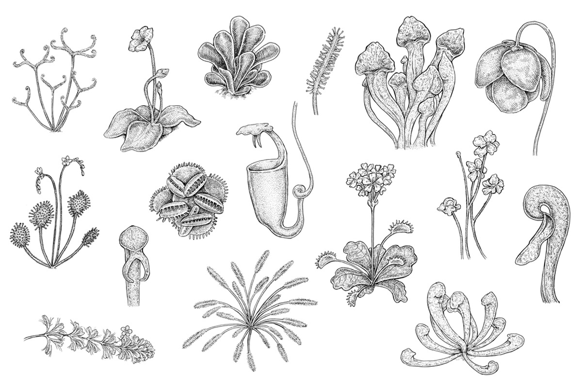 Carnivorous Plants, an Object Illustration by Eugenia Hauss Design (Photo 2 of 3)
