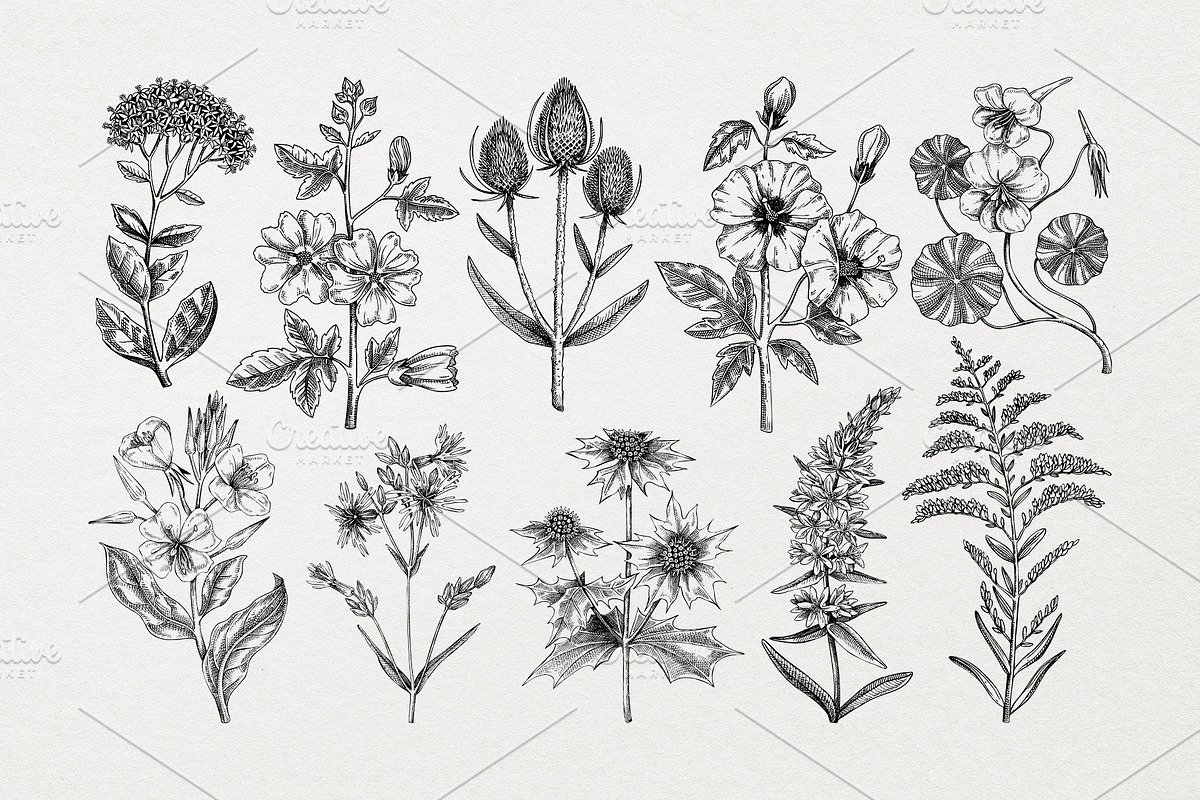Vector Animals & Summer Flowers Set, a Seasonal Illustration by Yevheniia (Photo 4 of 14)