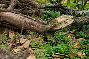 CameraRaw Preset ForestGreen, a Preset Add-On by NiccerPhotography (Thumbnail 3 of 3)