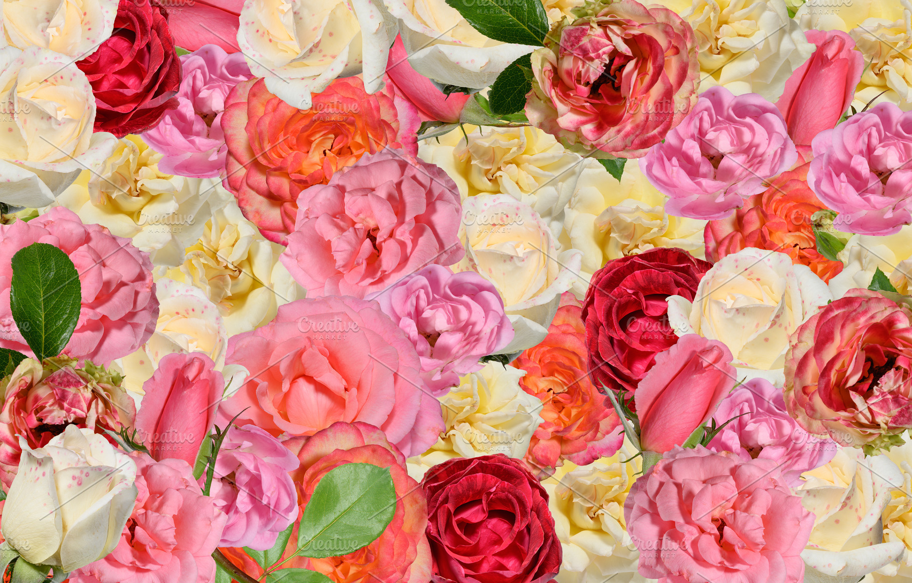 A lush background of a variety of vibrant roses and tulips, a Nature Photo by ndanko