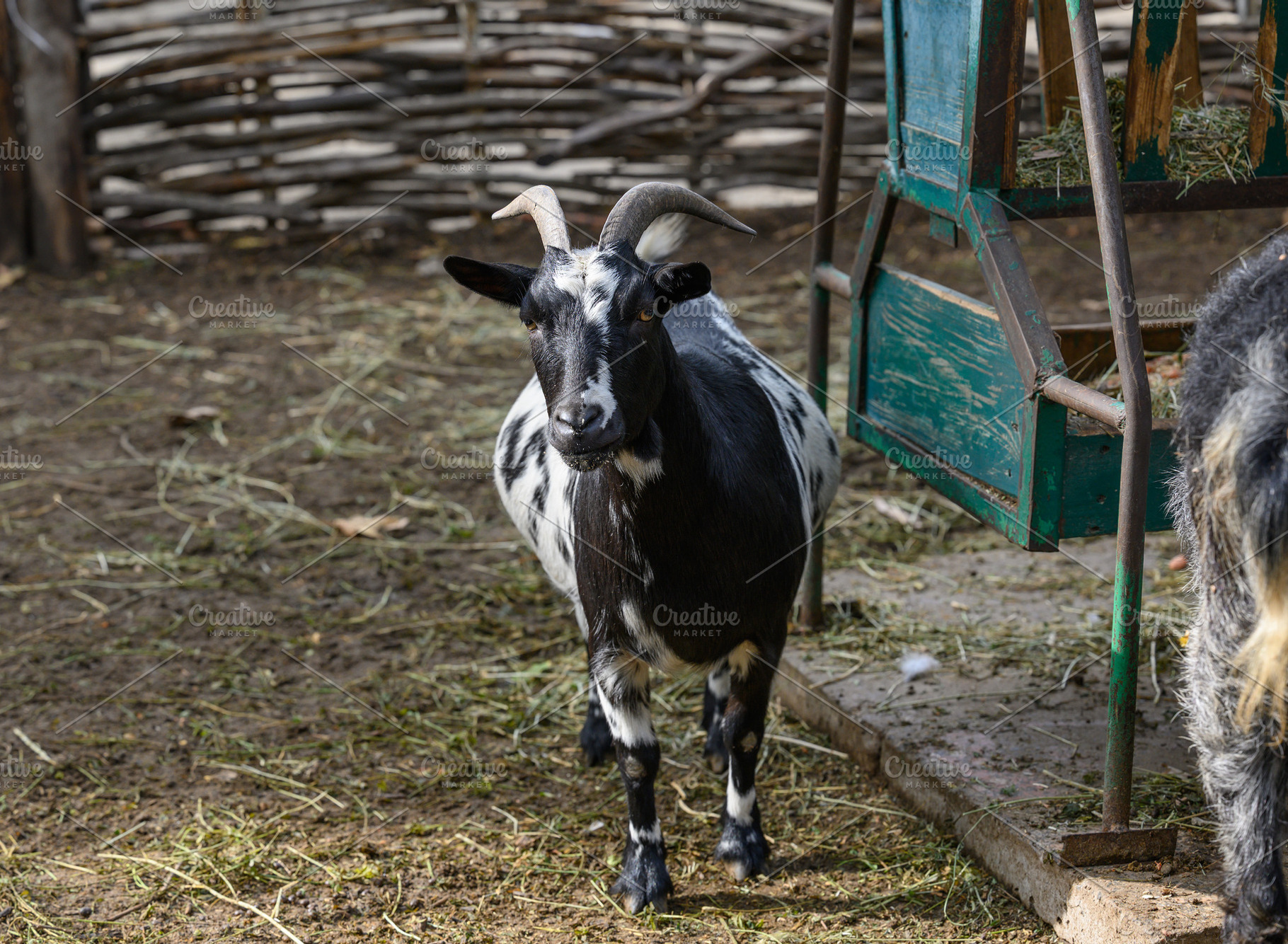 A spotted black and white goat stands in an enclosure near a fee, an Animal Photo by ndanko