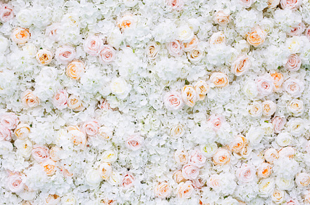 Flowers wall background white roses stock photo containing abstract and art