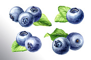Blueberry. Watercolor collection, a Food Illustration by Daria Ustiugova (Thumbnail 5 of 25)