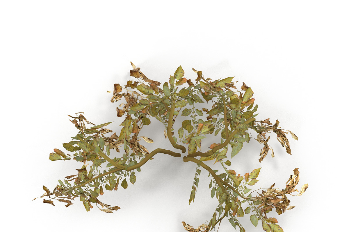 Withered potato tuber 2, an Environmental 3D Model by AndrewWhite (Photo 5 of 10)