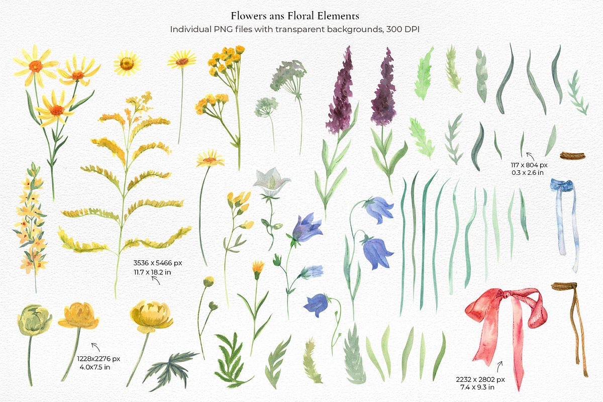 Wildflower Watercolor Collection, a Decorative Illustration by Anna Druzhkova (Photo 3 of 23)