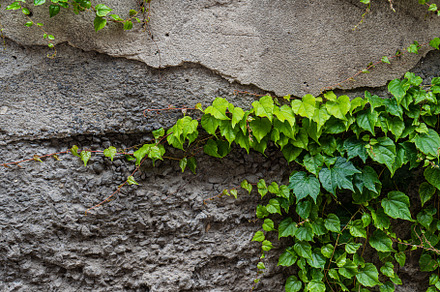 Old wall with creeping ivy plant, a Nature Photo by Anna Bogush