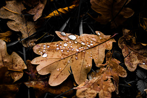 Autumn leaves, a Nature Photo by jakub_kopecky