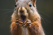 236 surprised animals, an Animal Photo by Handmadefont (Thumbnail 171 of 241)