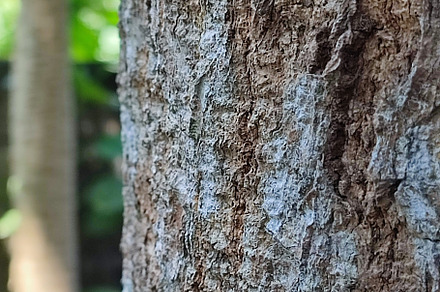 tree trunk, a Nature Photo by Rhealea_Design